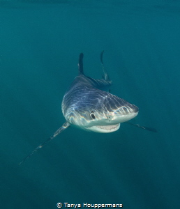 Smiling Blue Shark
A blue shark off the coast of Rhode I... by Tanya Houppermans 